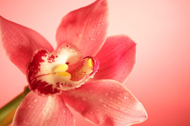 Roze orchidee bloem close-up