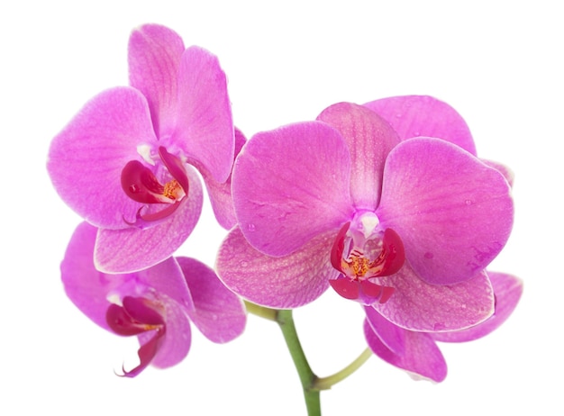 Roze orchidee bloemen