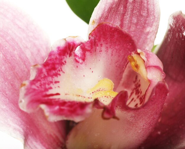 Roze orchidee close-up over white