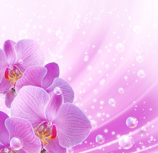 Roze orchidee en bubbels