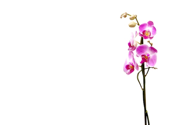 Roze orchidee geïsoleerd op een witte achtergrond