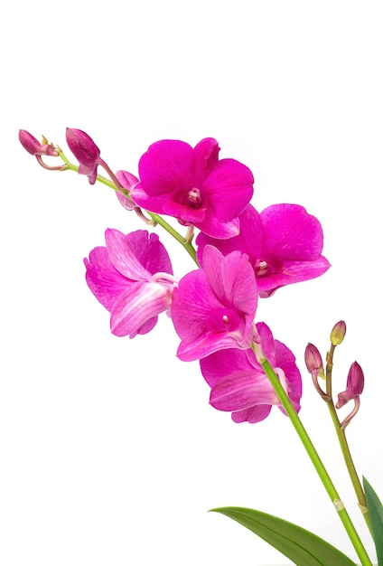 Roze orchidee geïsoleerd op witte achtergrond