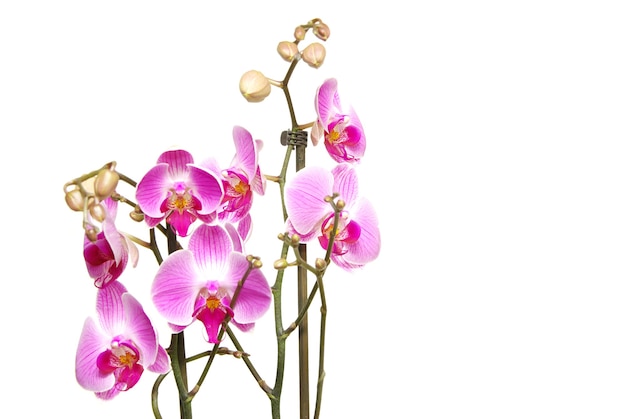 Roze orchidee geïsoleerd