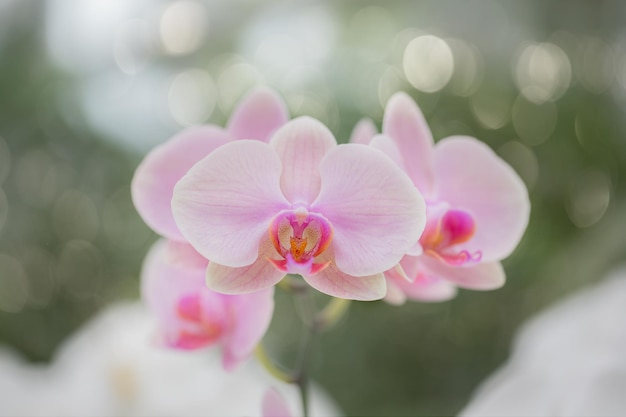 roze orchidee in de tuin