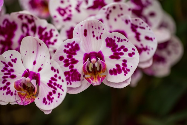 roze orchidee in de tuin