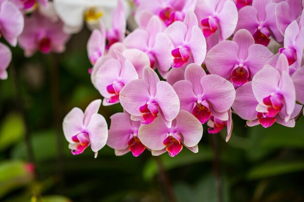 roze orchidee in de tuin