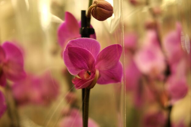 Roze orchidee in een pot in de winkel