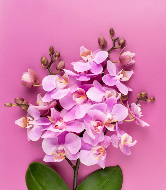 Roze orchidee op de pastelkleurige achtergrond. kuuroordachtergrond.