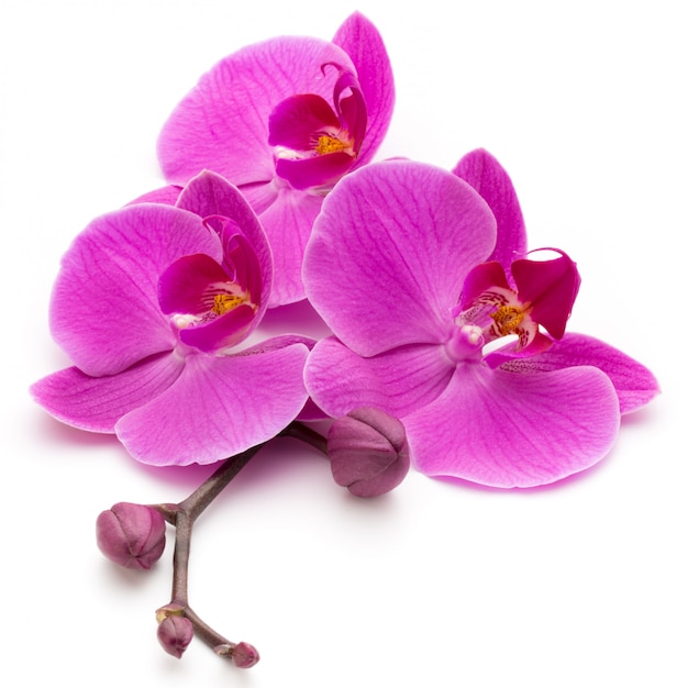 Roze orchidee op de witte achtergrond.