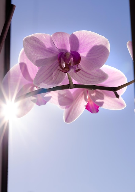 Roze orchidee op een raam tegen een blauwe lucht