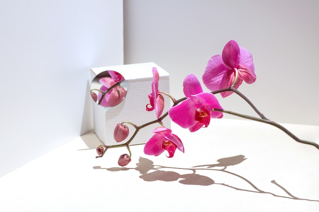 Foto roze orchidee op een witte achtergrond