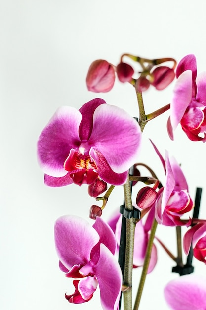 Roze orchidee op een witte achtergrond