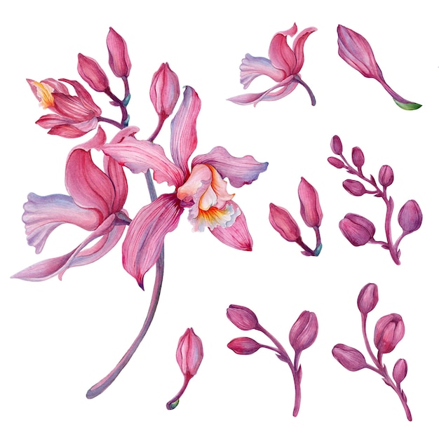 Roze orchidee Orchidee voedingsset met bloemstukken