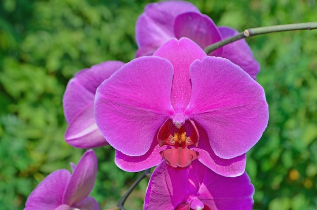 Roze orchidee phalaenopsis