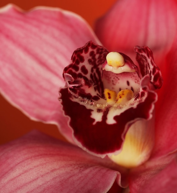 Roze orchidee