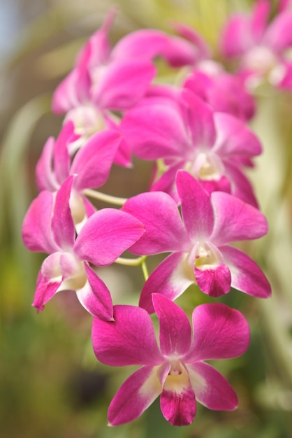 Roze orchidee