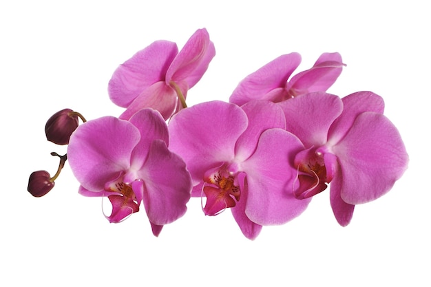 Roze orchidee