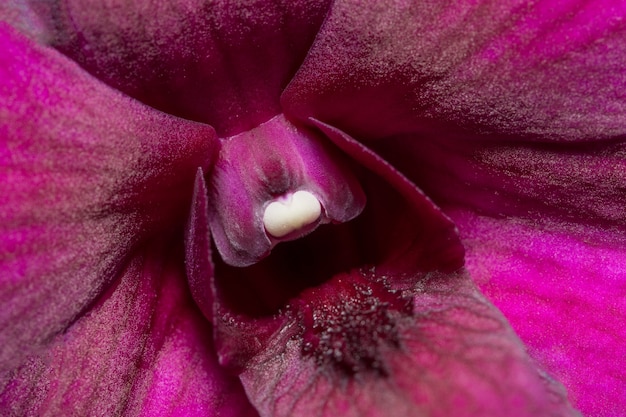 Roze orchideeachtergrond