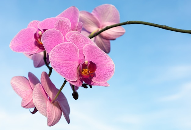 Roze orchideebloem aan de hemel met exemplaarruimte