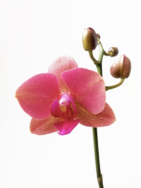 Foto roze orchideebloem geïsoleerd op een witte achtergrond