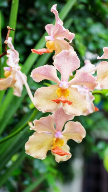 Roze orchideebloem in de tuin