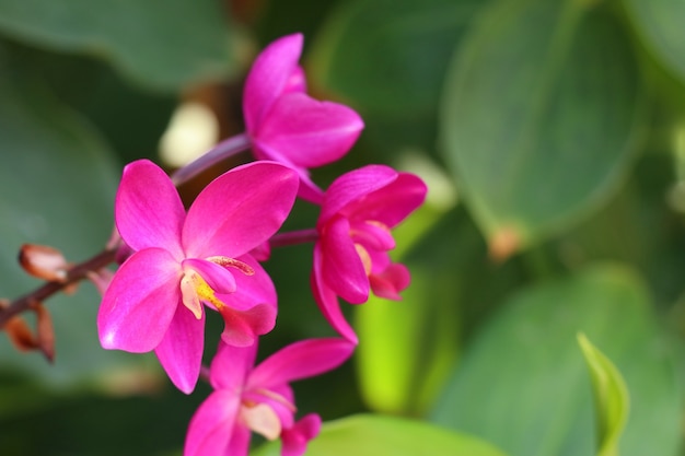 roze orchideebloem in tropisch