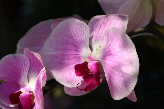 Roze orchideebloem in tropisch