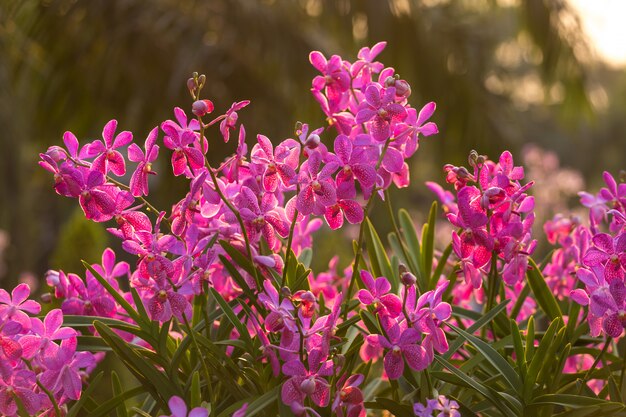 Roze orchideebloem in tuin