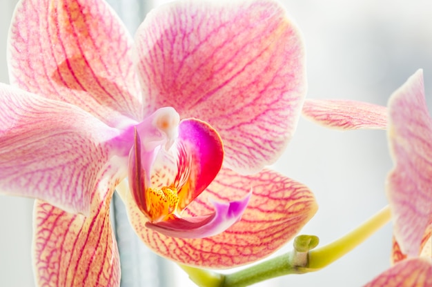 Roze orchideebloem. Macrobeeld, geringe scherptediepte
