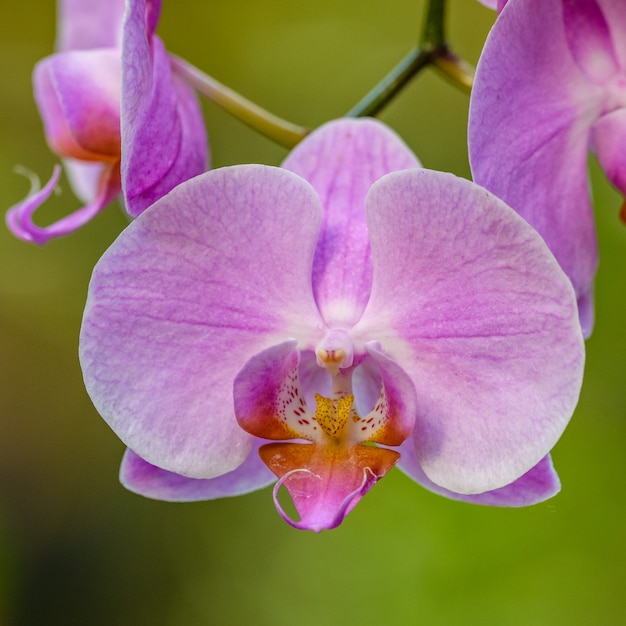 Foto roze orchideebloem