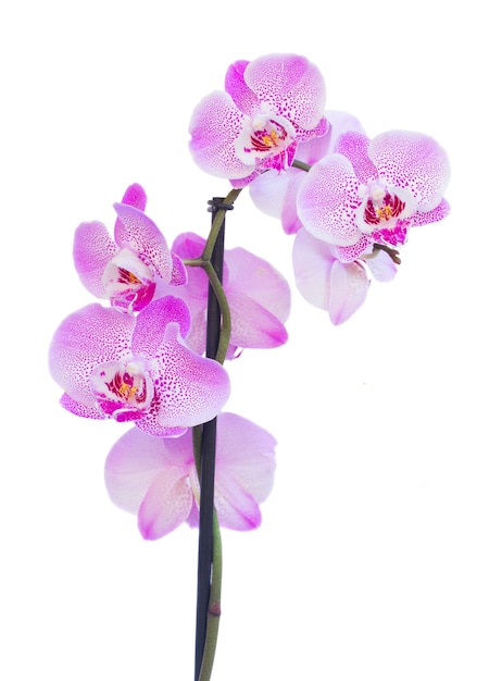 Roze orchideebloemen close-up geïsoleerd op een witte achtergrond