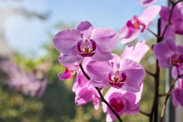 Roze orchideebloemen met zachte nadruk op een achtergrond