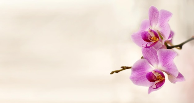 Foto roze orchideebloemen op een witte onscherpe achtergrond met een plek voor tekst in de vorm van een spandoek