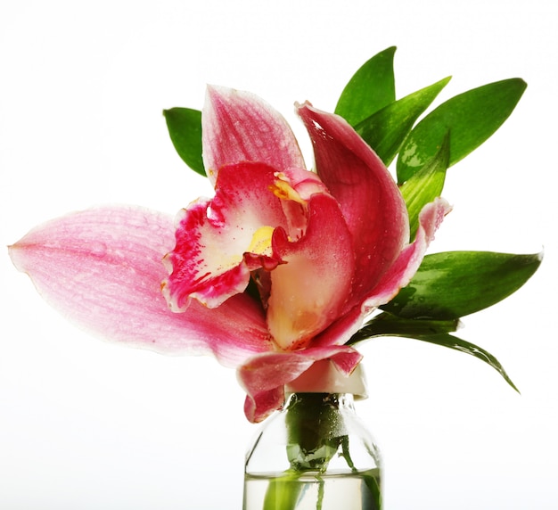 Roze Orchideeclose-up