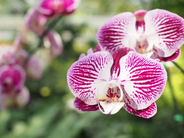 roze orchideeën bloem