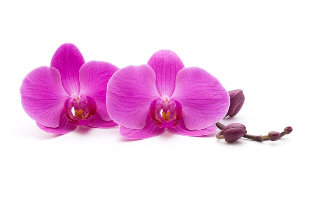 Roze orchideeën op de witte achtergrond.