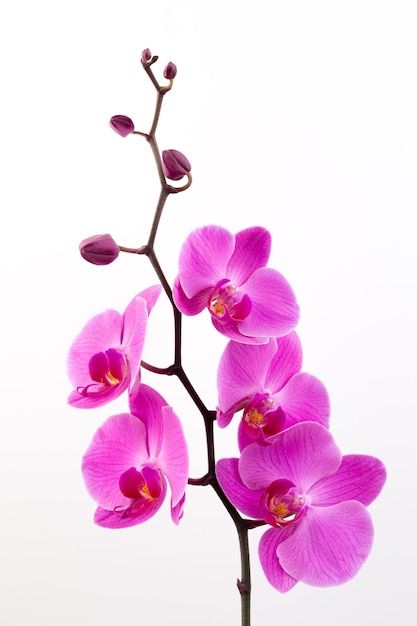 Roze orchideeën op het wit.