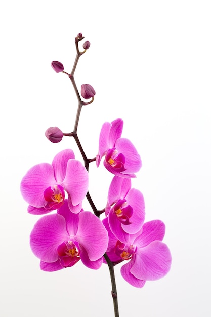 Roze orchideeën op het wit.