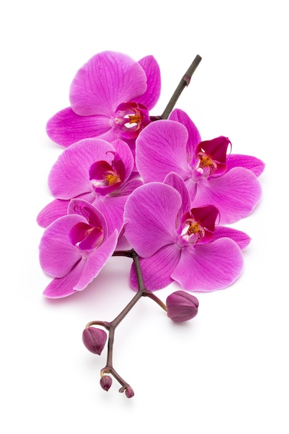 Foto roze orchideeën op het wit.