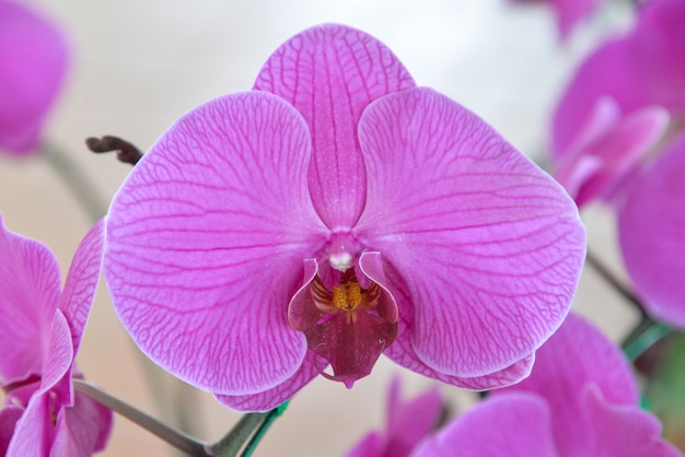 roze orchideeën