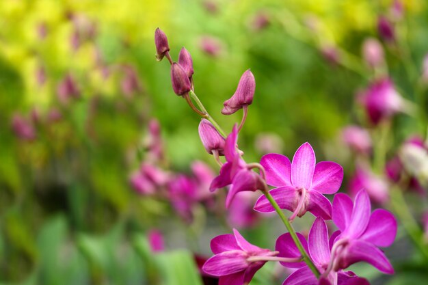 Roze orchideeën