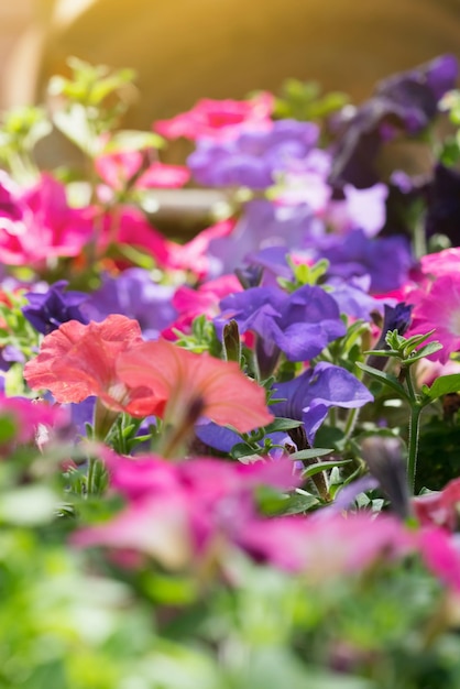 Roze paarse bloemen in een weiland met zonlicht Textuur