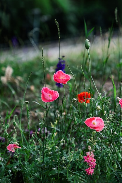 Roze papaver bloemen