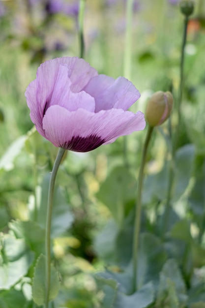 Roze papaver Papaver somniferum bloeiend op een kerkhof