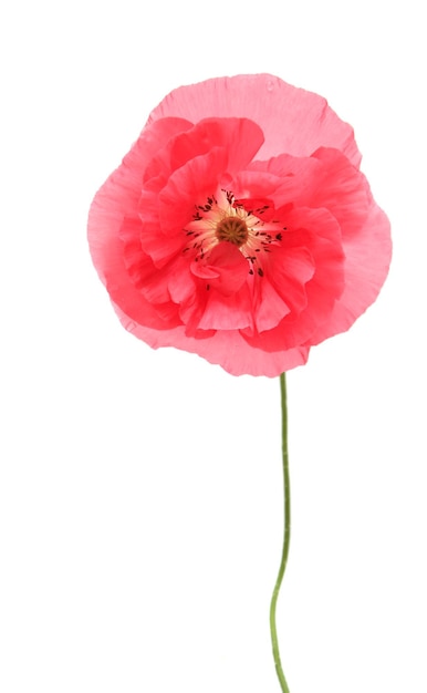 roze papaver