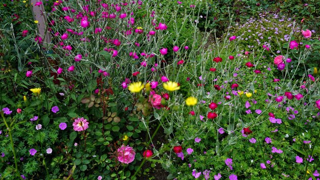 Foto roze papaverbloemen groeien in het veld