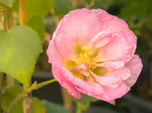 Roze papavers bloeien in een wild veld