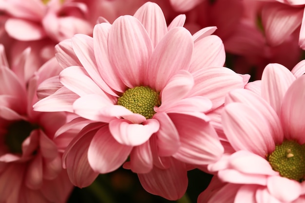 Foto roze pastel chrysant bloem achtergrond met soft focus