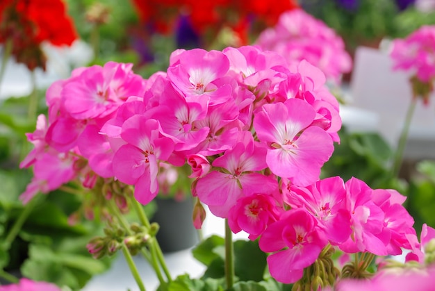 Roze Pelargonium Geranium Bloemen met hun mooie bloemblad Detail in de tuin