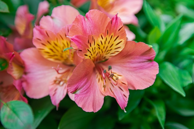 Roze Peruaanse lelie die met vage achtergrond bloeit